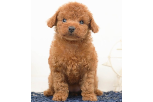 成約済の千葉県のタイニープードル-219953